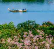 Huế - Mùa hoa ngô đồng